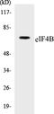 Eukaryotic Translation Initiation Factor 4B antibody, EKC1187, Boster Biological Technology, Western Blot image 