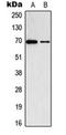 AarF Domain Containing Kinase 2 antibody, orb224137, Biorbyt, Western Blot image 