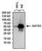 GATA Binding Protein 3 antibody, MCA6036, Bio-Rad (formerly AbD Serotec) , Western Blot image 