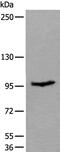 Unc-45 Myosin Chaperone B antibody, PA5-68438, Invitrogen Antibodies, Western Blot image 