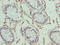 Hexokinase Domain Containing 1 antibody, CSB-PA647983LA01HU, Cusabio, Immunohistochemistry paraffin image 