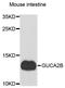 Guanylate Cyclase Activator 2B antibody, A8390, ABclonal Technology, Western Blot image 