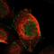 Cortexin 1 antibody, NBP1-93897, Novus Biologicals, Immunofluorescence image 
