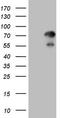 Zinc Finger Protein 394 antibody, LS-C799995, Lifespan Biosciences, Western Blot image 