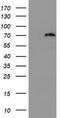 Probable ATP-dependent RNA helicase DDX59 antibody, TA800437, Origene, Western Blot image 