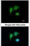 Tumor Protein P53 Inducible Protein 3 antibody, PA5-22197, Invitrogen Antibodies, Immunofluorescence image 
