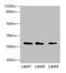 Calpain small subunit 1 antibody, LS-C675461, Lifespan Biosciences, Western Blot image 