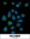 Poly(A) Binding Protein Nuclear 1 Like, Cytoplasmic antibody, 56-113, ProSci, Immunofluorescence image 