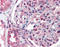 Solute Carrier Family 39 Member 14 antibody, TA317329, Origene, Immunohistochemistry frozen image 