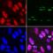 Peptidyl-TRNA Hydrolase 2 antibody, A02459-2, Boster Biological Technology, Western Blot image 