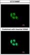 Proteasome Subunit Beta 5 antibody, GTX104687, GeneTex, Immunofluorescence image 
