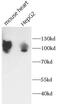 SDC antibody, FNab10760, FineTest, Western Blot image 