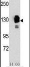 Cadherin 8 antibody, PA5-11434, Invitrogen Antibodies, Western Blot image 
