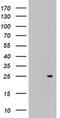 ADP Ribosylation Factor Like GTPase 3 antibody, MA5-26577, Invitrogen Antibodies, Western Blot image 