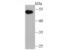 Ubiquitin Like Modifier Activating Enzyme 3 antibody, NBP2-75926, Novus Biologicals, Western Blot image 