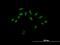 Ring Finger Protein 208 antibody, H00083459-B01P, Novus Biologicals, Immunofluorescence image 