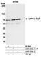 RAF proto-oncogene serine/threonine-protein kinase antibody, A301-519A, Bethyl Labs, Immunoprecipitation image 