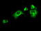 Lysyl Oxidase antibody, TA500860, Origene, Immunofluorescence image 