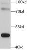 Basic Helix-Loop-Helix Family Member E41 antibody, FNab00889, FineTest, Western Blot image 