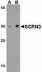 Secernin 3 antibody, NBP2-82003, Novus Biologicals, Western Blot image 