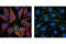 Mitogen-Activated Protein Kinase Kinase 1 antibody, 4694S, Cell Signaling Technology, Immunocytochemistry image 