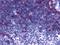 Cholinergic Receptor Muscarinic 3 antibody, orb85450, Biorbyt, Immunohistochemistry paraffin image 