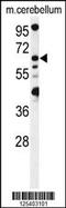 MON1 Homolog B, Secretory Trafficking Associated antibody, 59-430, ProSci, Western Blot image 