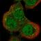 Rho GTPase Activating Protein 32 antibody, HPA038389, Atlas Antibodies, Immunofluorescence image 