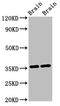Nitrilase homolog 1 antibody, LS-C398738, Lifespan Biosciences, Western Blot image 