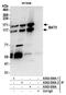Large proline-rich protein BAG6 antibody, A302-039A, Bethyl Labs, Immunoprecipitation image 
