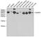 Receptor activity-modifying protein 3 antibody, GTX32833, GeneTex, Western Blot image 