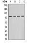 Keratin 18 antibody, orb388396, Biorbyt, Western Blot image 