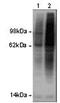 Ubiquitin B antibody, 13-6078-80, Invitrogen Antibodies, Western Blot image 
