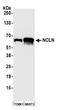 Nicalin antibody, A305-623A-M, Bethyl Labs, Western Blot image 