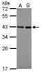 Nuclear Receptor Binding Factor 2 antibody, NBP2-19583, Novus Biologicals, Western Blot image 