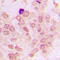 Cyclin-A1 antibody, LS-C353107, Lifespan Biosciences, Immunohistochemistry paraffin image 