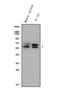 RAD9 Checkpoint Clamp Component A antibody, A04161-1, Boster Biological Technology, Western Blot image 