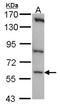 CDC Like Kinase 1 antibody, NBP1-32262, Novus Biologicals, Western Blot image 