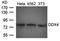 DEAD-Box Helicase 4 antibody, orb43493, Biorbyt, Western Blot image 