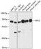 V-Set And Immunoglobulin Domain Containing 1 antibody, 15-245, ProSci, Western Blot image 