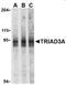 Ring Finger Protein 216 antibody, orb108999, Biorbyt, Western Blot image 