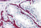 Bone morphogenetic protein 15 antibody, 4739, ProSci Inc, Immunohistochemistry paraffin image 