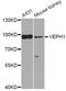 Ventricular zone-expressed PH domain-containing protein 1 antibody, orb374175, Biorbyt, Western Blot image 