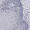 Polycomb Group Ring Finger 5 antibody, PA5-58353, Invitrogen Antibodies, Immunohistochemistry frozen image 