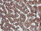 Protein disulfide-isomerase A4 antibody, LS-C337594, Lifespan Biosciences, Immunohistochemistry frozen image 