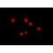 Homeobox protein ARX antibody, A06388, Boster Biological Technology, Immunofluorescence image 