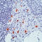 SPG21 Abhydrolase Domain Containing, Maspardin antibody, LS-C87616, Lifespan Biosciences, Immunohistochemistry frozen image 