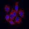 CDw293 antibody, MAB5051, R&D Systems, Immunocytochemistry image 