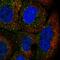 Tripartite Motif Containing 17 antibody, HPA054908, Atlas Antibodies, Immunofluorescence image 