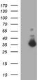 Fibronectin Type III Domain Containing 8 antibody, MA5-26332, Invitrogen Antibodies, Western Blot image 